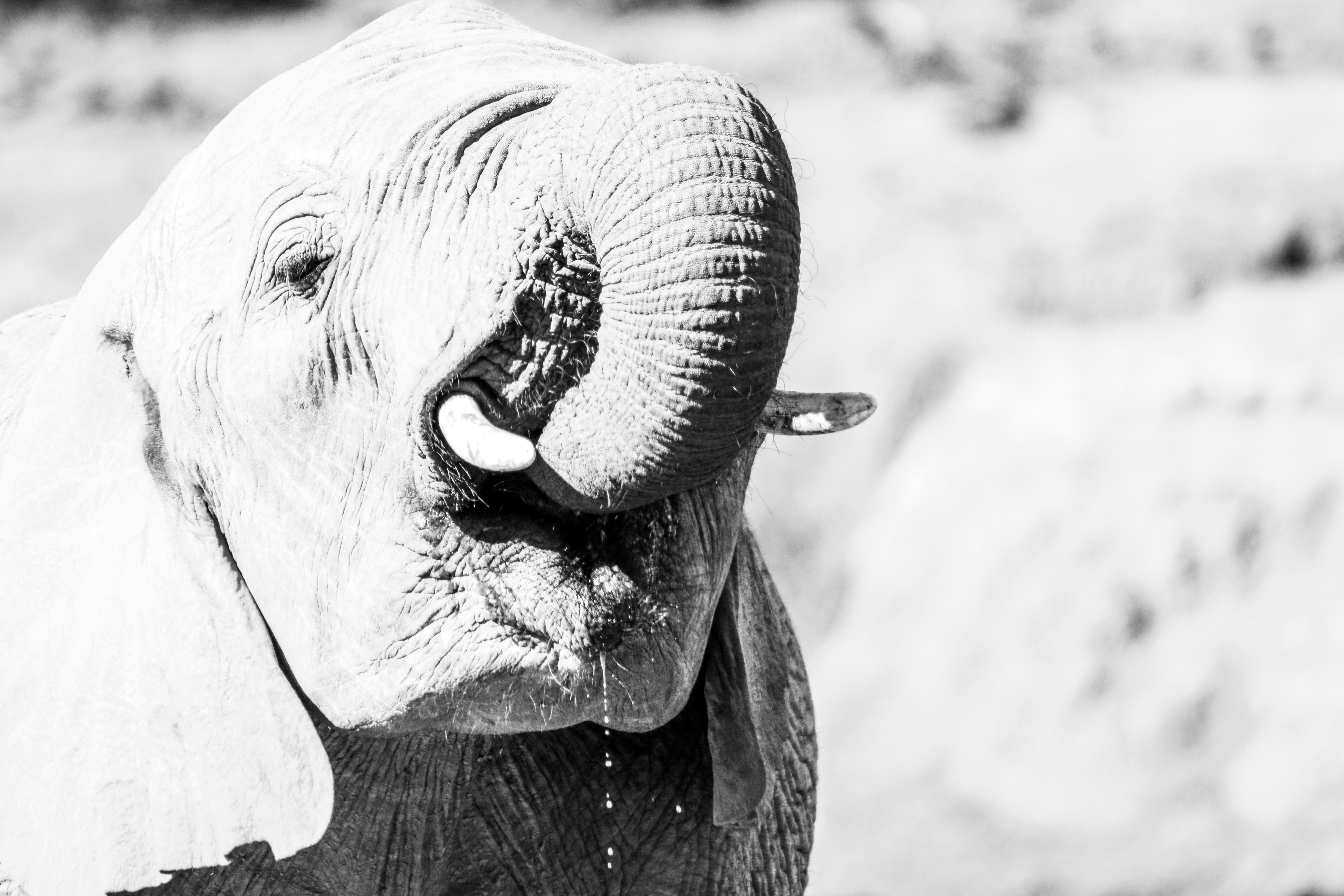 grayscale photo of elephants mouth